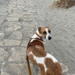 Podenco Mischling Fresa, 08/2023, ca. 50 cm