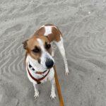 Podenco Mischling Fresa, 08/2023, ca. 50 cm