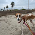 Podenco Mischling Fresa, 08/2023, ca. 50 cm