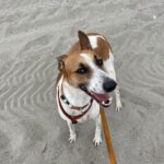 Podenco Mischling Fresa, 08/2023, ca. 50 cm