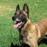 Malinois Mischling Funana, 07/2021, ca. 65 cm