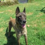 Malinois Mischling Funana, 07/2021, ca. 65 cm