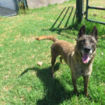 Malinois Mischling Funana, 07/2021, ca. 65 cm