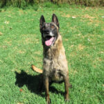 Malinois Mischling Funana, 07/2021, ca. 65 cm
