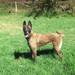 Malinois Mischling Funana, 07/2021, ca. 65 cm