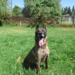 Malinois Mischling Funana, 07/2021, ca. 65 cm