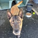 Malinois Mischling Funana, 07/2021, ca. 65 cm