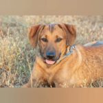 Mischling Galán, 01/2025, Endgröße ca. 60 cm