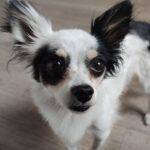 Chihuahua Mischling Gidget, 03/2024, ca. 25 cm,04179 Leipzig