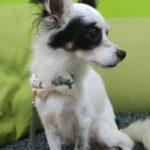 Chihuahua Mischling Gidget, 03/2024, ca. 25 cm,04179 Leipzig