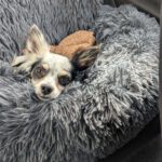 Chihuahua Mischling Gidget, 03/2024, ca. 25 cm,04179 Leipzig