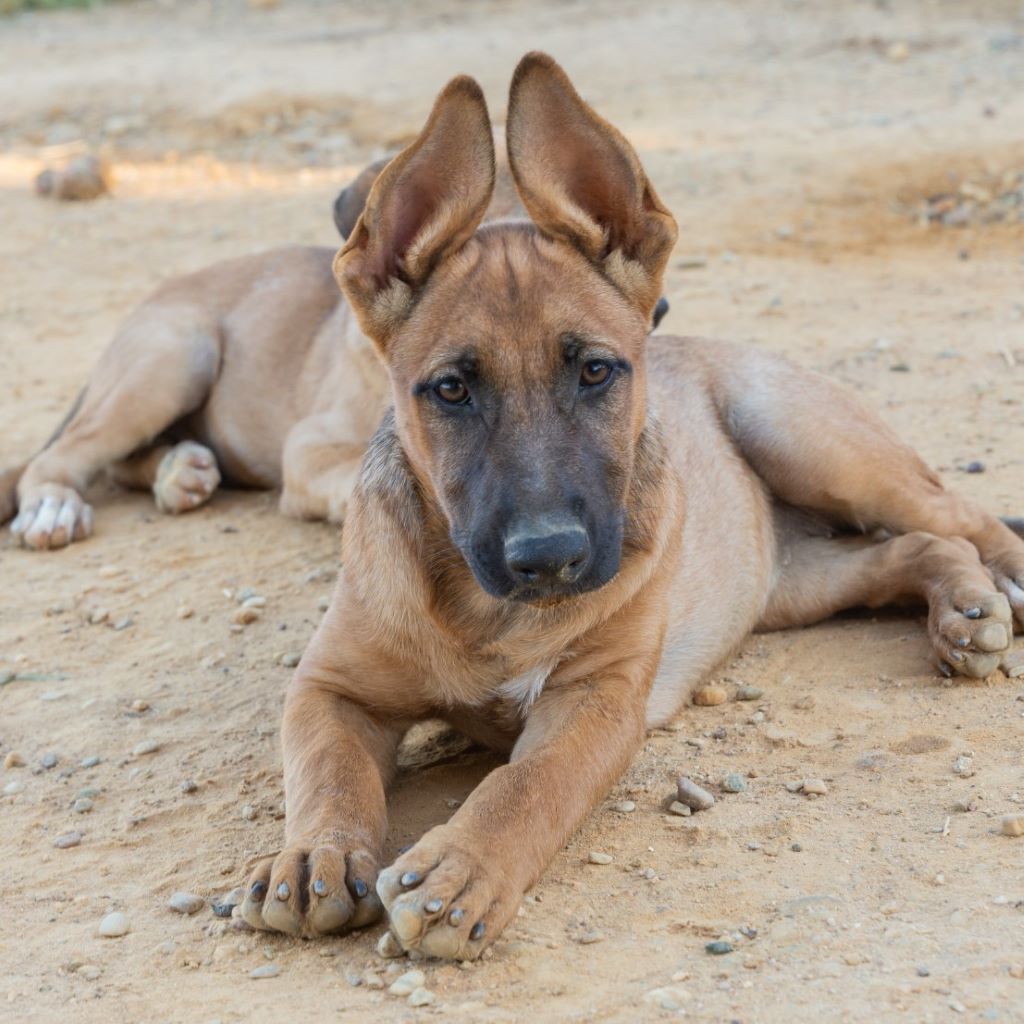 Malinois Mischling Ginger, 06/2025, Endgröße ca. 60 cm