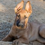 Malinois Mischling Ginger, 06/2025, Endgröße ca. 60 cm