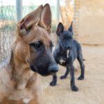 Malinois Mischling Ginger, 06/2025, Endgröße ca. 60 cm