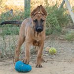 Malinois Mischling Ginger, 06/2025, Endgröße ca. 60 cm