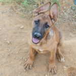 Malinois Mischling Ginger, 06/2025, Endgröße ca. 60 cm