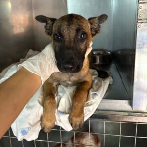 Malinois Mischling Goya, 06/2025, Endgröße ca. 65 cm