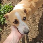 Podenco Grace, 01/2023, ca. 40 cm