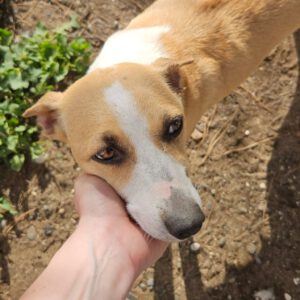 Podenco Grace, 01/2023, ca. 40 cm