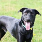 Mischling Hansel, 08/2022, ca. 60 cm,42477 Radevormwald