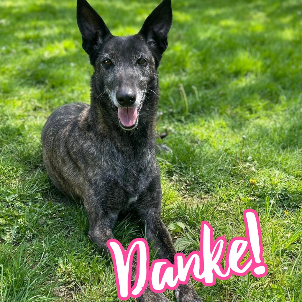 Malinois Galgo Mischling Nata, ca. 06/2018, ca. 65 cm,