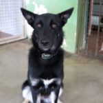 Schäferhund Mischling Harper, 09/2024, ca. 65 cm