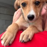 Collie Podenco Mischling Hipoteca, 06/2025, Endgröße ca. 50 cm