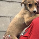 Collie Podenco Mischling Hipoteca, 06/2025, Endgröße ca. 50 cm