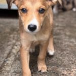 Collie Podenco Mischling Hipoteca, 06/2025, Endgröße ca. 50 cm