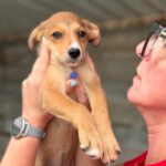 Collie Podenco Mischling Hipoteca, 06/2025, Endgröße ca. 50 cm