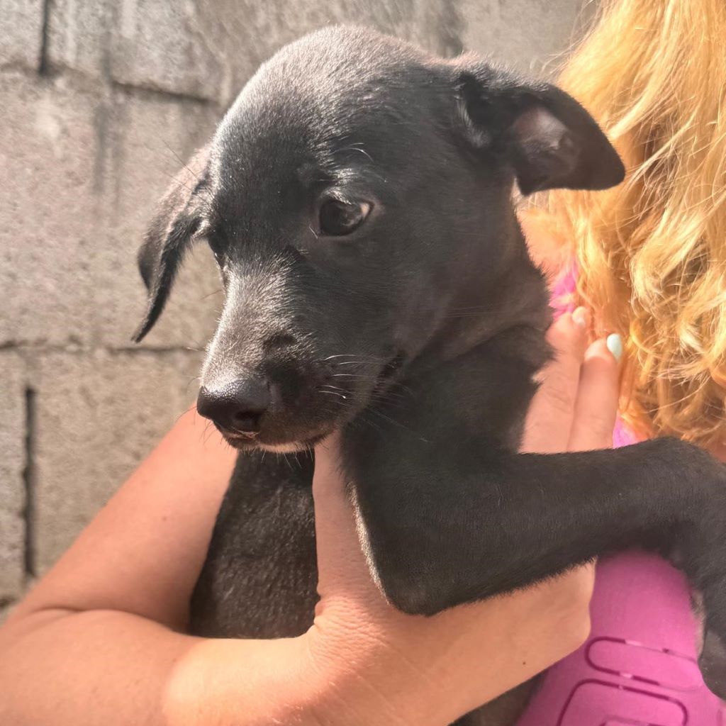 Podenco Mischling Indigo, 07/2025, Endgröße ca. 50 cm