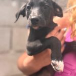 Podenco Mischling Indigo, 07/2025, Endgröße ca. 50 cm