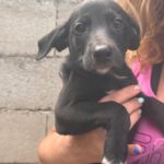 Podenco Mischling Indigo, 07/2025, Endgröße ca. 50 cm