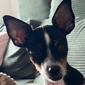 Bodeguero Mischling Jada, 05/2025, Endgröße ca. 42 cm,06217 Merseburg