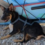 Mischling Jaden, 03/2025, Endgröße ca. 42 cm, 81829 München