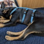 Mischling Jaden, 03/2025, Endgröße ca. 42 cm, 81829 München