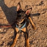 Mischling Jaden, 03/2025, Endgröße ca. 42 cm, 81829 München