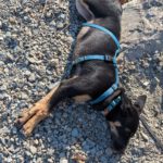 Mischling Jaden, 03/2025, Endgröße ca. 42 cm, 81829 München