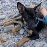 Mischling Jaden, 03/2025, Endgröße ca. 42 cm, 81829 München