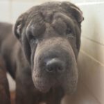 Shar Pei Jazz, 09/2021, ca. 45 cm