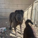 Shar Pei Jazz, 09/2021, ca. 45 cm