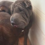 Shar Pei Jazz, 09/2021, ca. 45 cm