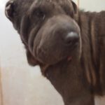 Shar Pei Jazz, 09/2021, ca. 45 cm