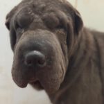 Shar Pei Jazz, 09/2021, ca. 45 cm