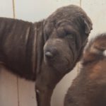Shar Pei Jazz, 09/2021, ca. 45 cm