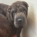 Shar Pei Jazz, 09/2021, ca. 45 cm