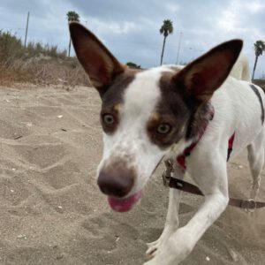 Podenco Mischling Jerome, 04/2024, ca. 45 cm