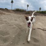 Podenco Mischling Jerome, 04/2024,  ca. 45 cm