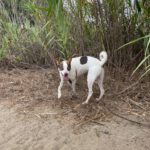 Podenco Mischling Jerome, 04/2024,  ca. 45 cm