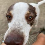 Podenco Mischling Jerome, 04/2024,  ca. 45 cm